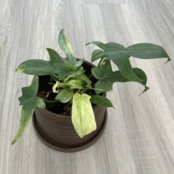 Philodendron Florida Ghost Health Active Growth