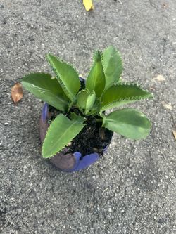 kalanchoe o mala madre