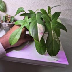 Philodendron Florida Beauty Cutting