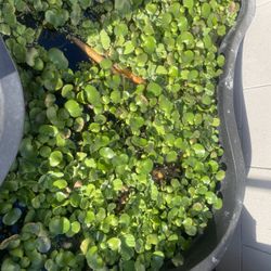 Pond Plants