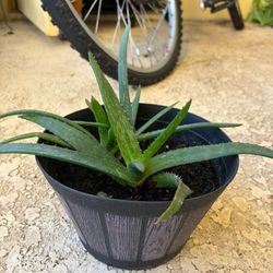 allow Vera plant