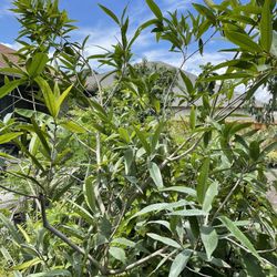 Rose Apple. Pomma Rosa. Wax Apple. Malay Apple. Love Apple. 