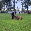 Bandit