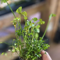 Marsilea (Water Clover) – Easy Aquarium Foreground Plant - Aquatic Plant For Freshwater Fish Tank Aquascape 