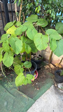Plantas $20 &25