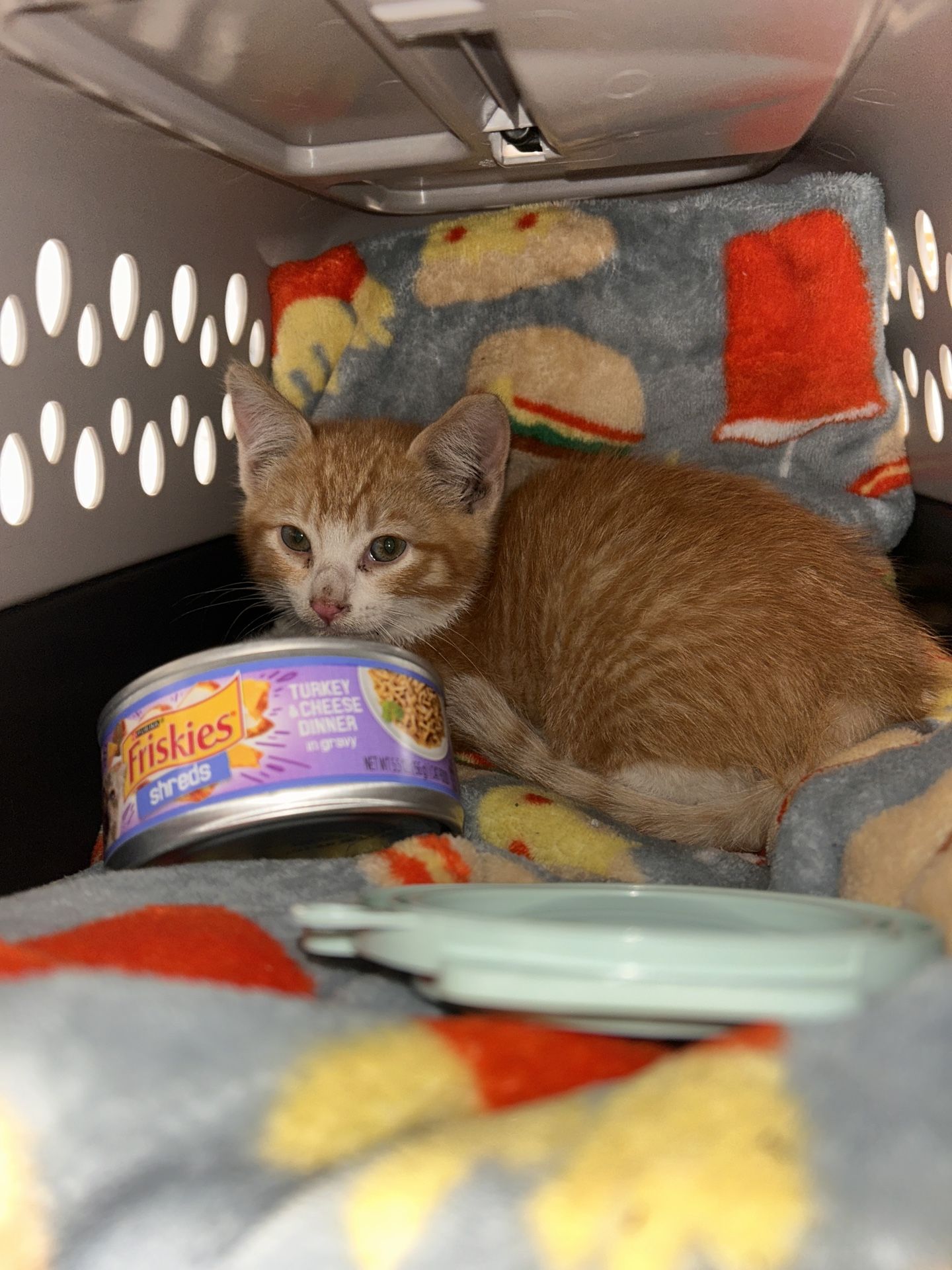 Baby Kitty European Kitty