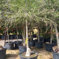 Live Oak Trees 45gallon 