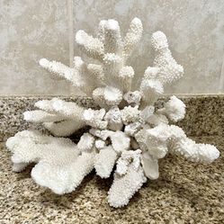 LARGE PIECE DECORATIVE DRIED CORAL