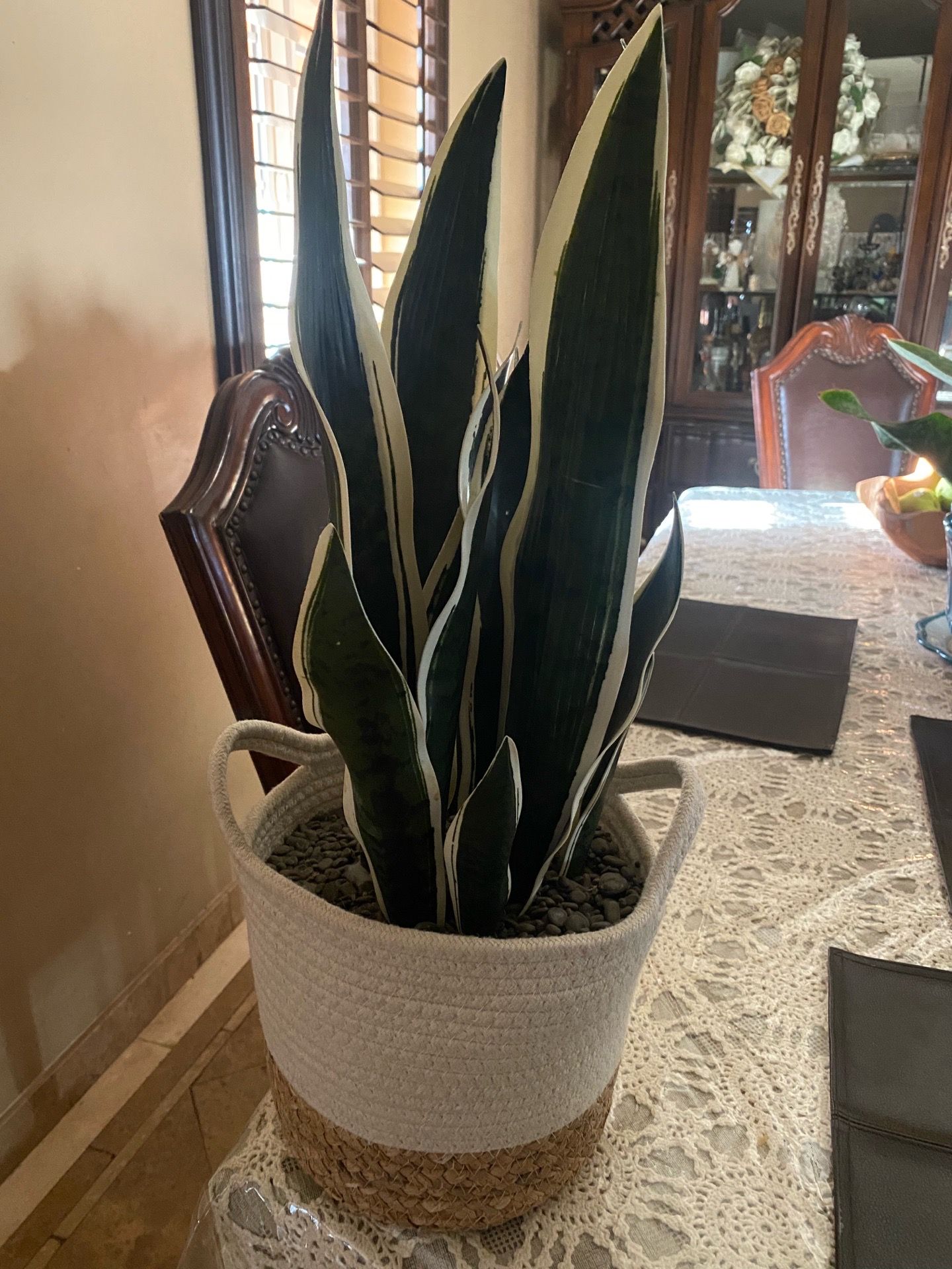 Plant