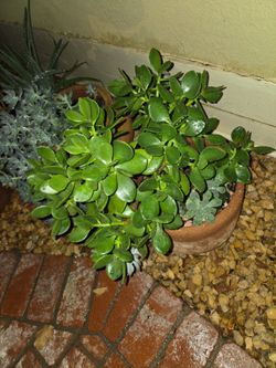 Lots of Succulents and Aloe Vera for sale