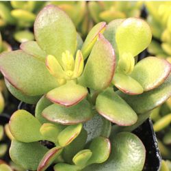 Jade Plants