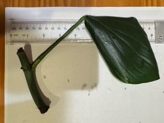 Dragon tail plant cutting