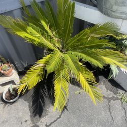 Palm Plant