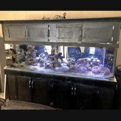 Fish Tank