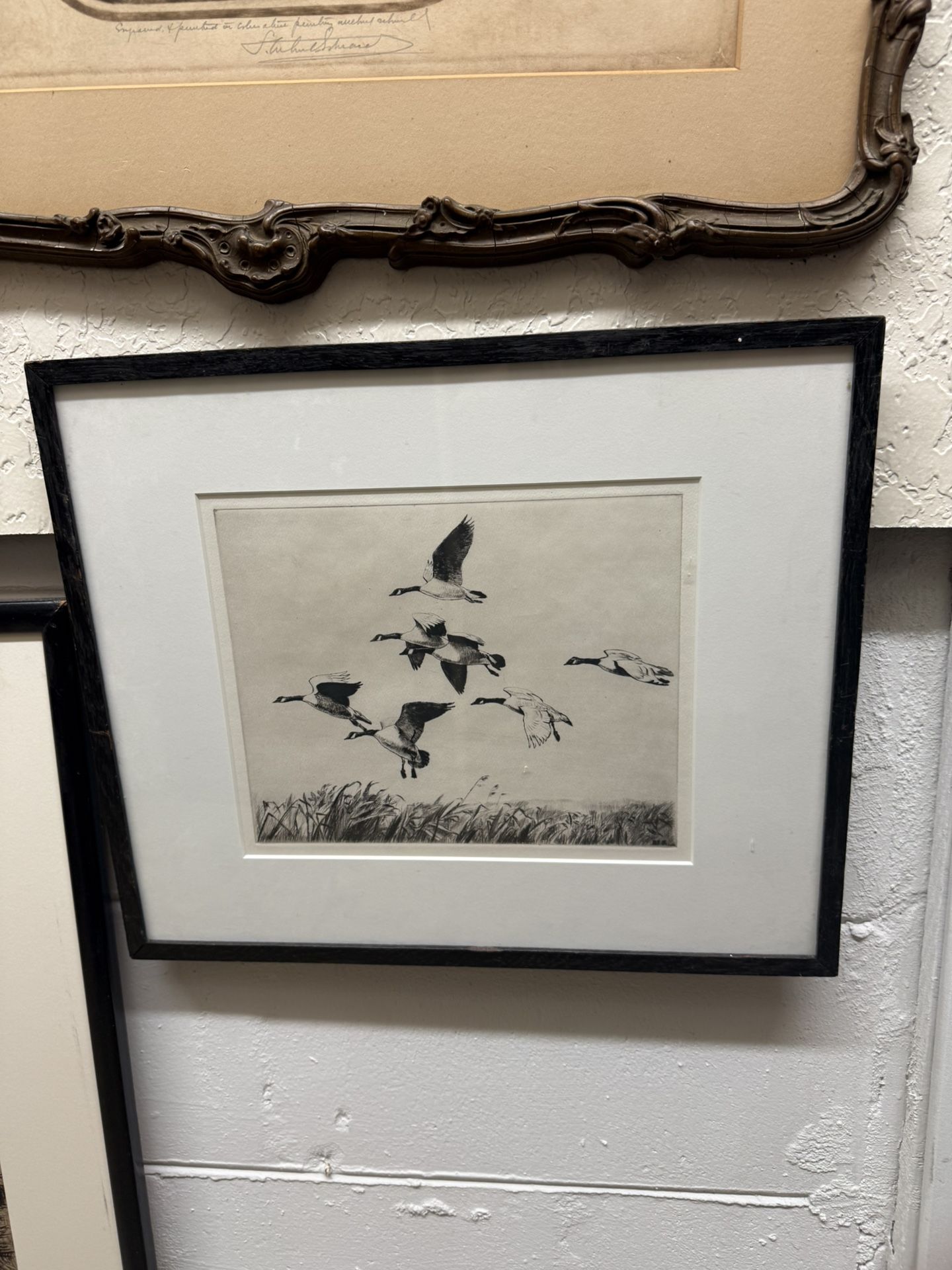 Antique Etching Of “Ducks In Flight”