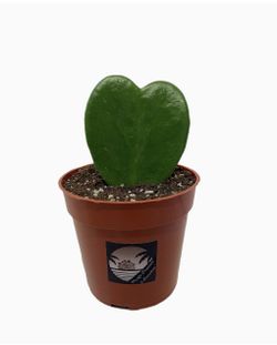 Hoya Kerii Sweatheart 💚