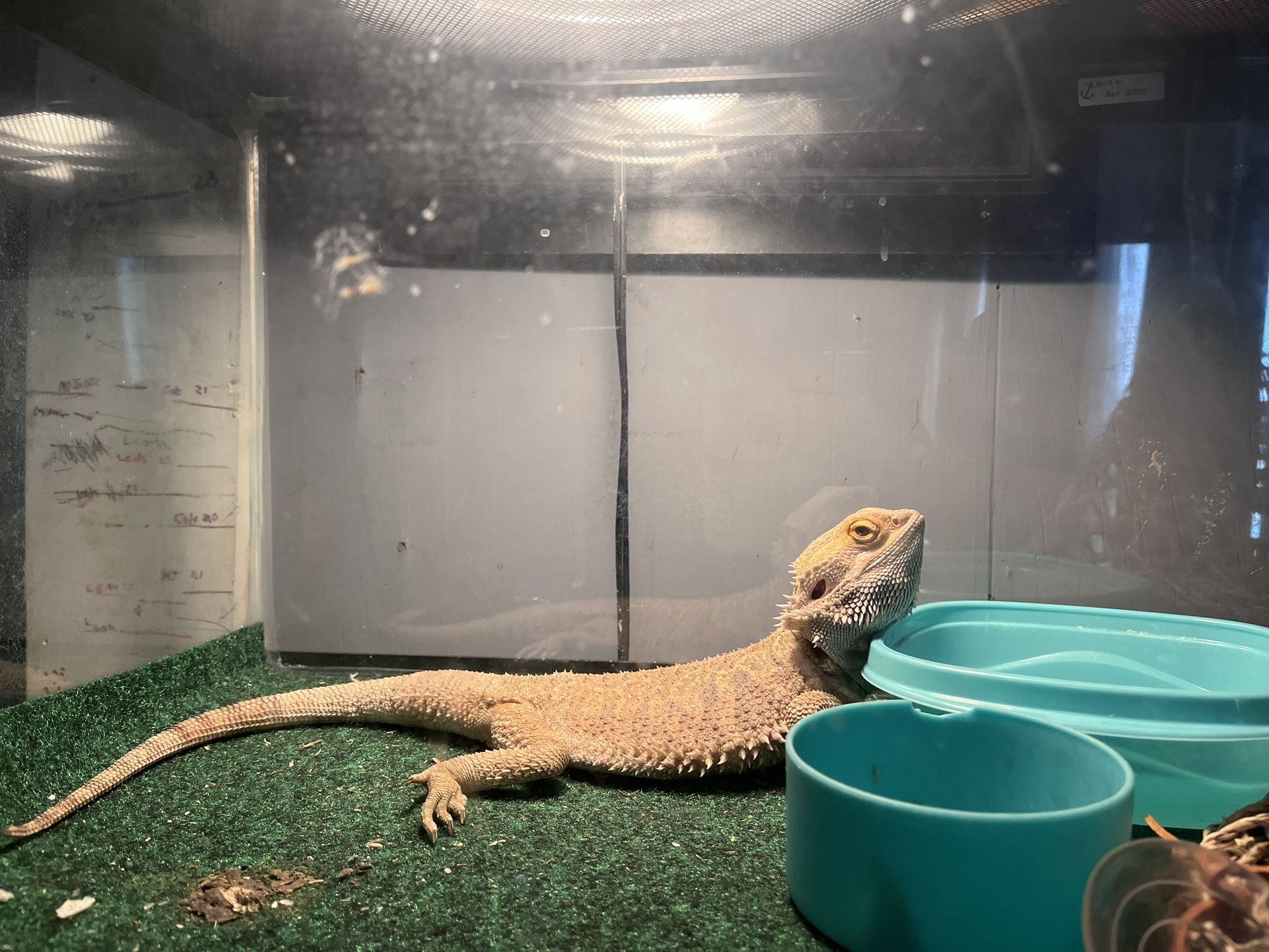 Female Bearded Dragon with Tank And Hammock