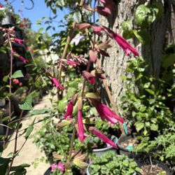 Salvia Rosa , Planta De Sombra