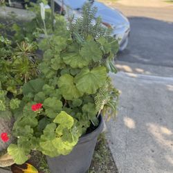 Big Green Plant With Planter