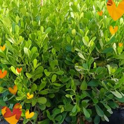 Green Buttonwood Privacy Hedge Plants 🌿$6 3gl