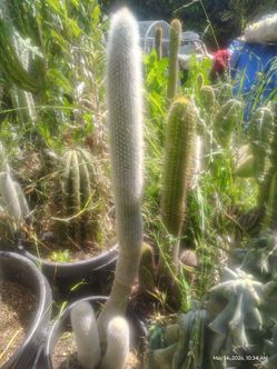 Old man cactus plant triple