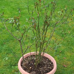 Large Healthy Rose Bush In Pot
