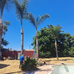 Palm tree Trimming 