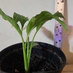 6in Peace lily houseplant indoor plant Thumbnail