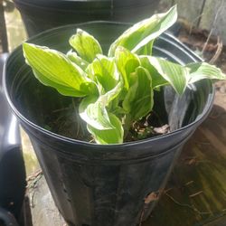 Hosta Plant 