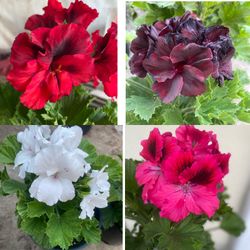 Geraniums Washington Outdoor Plants, $12 Each Plant Firm Price In 1 Gallon Pot Pick Up Only