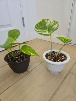 Hawaiian Pothos