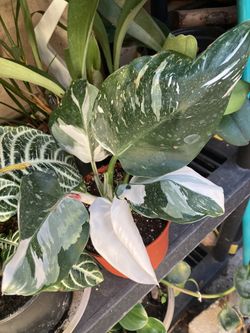 Planta Mago Blanco