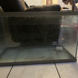 Fish Tank 