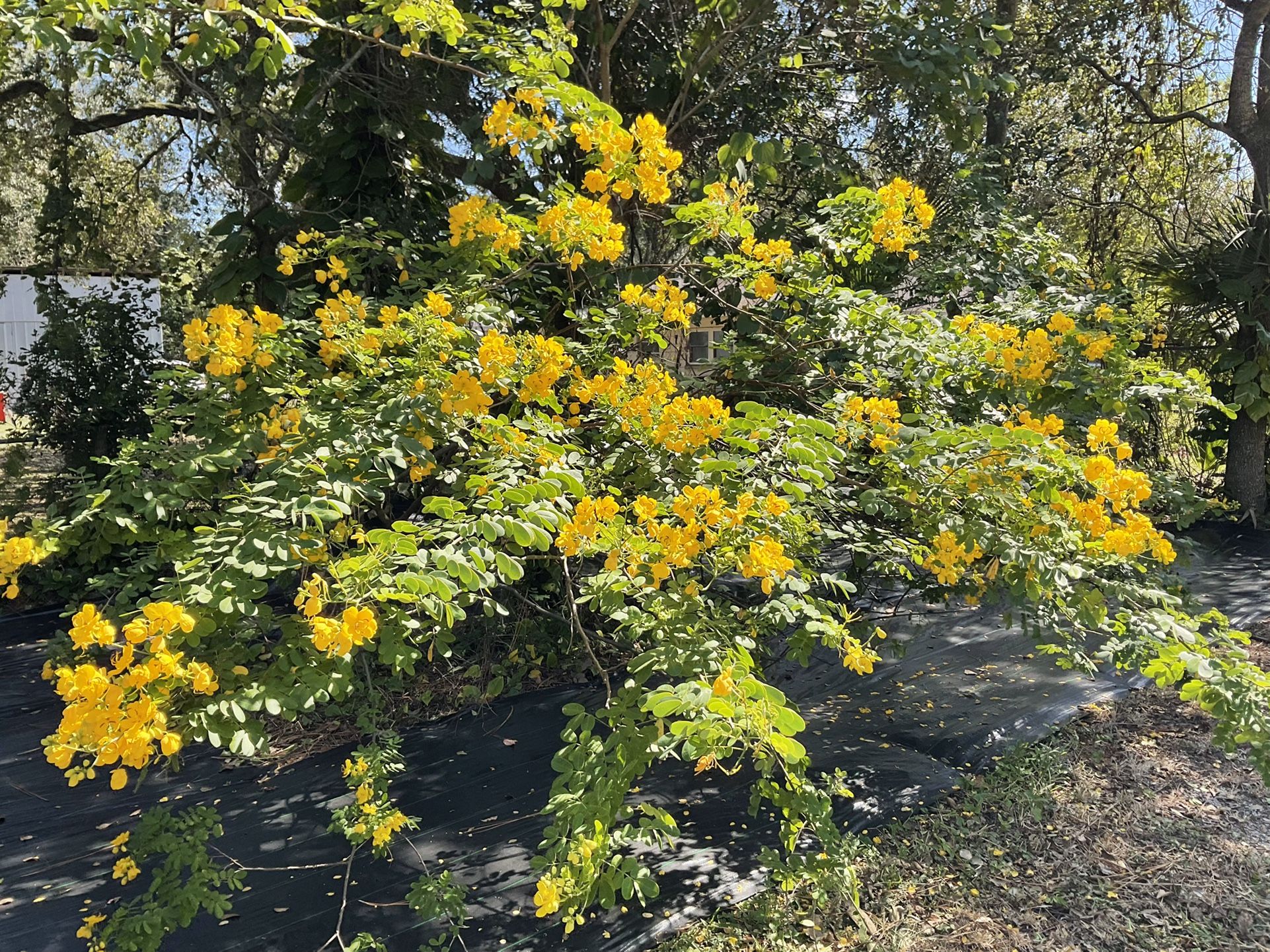 Cassia Tree