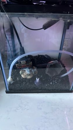 Betta Fish Tank