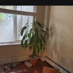 Indoor And Office Plants 