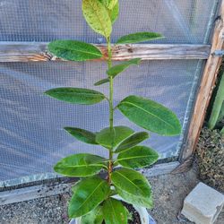 Moonshine Rubber Plant 8" Pot 