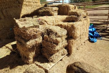 Cow hay