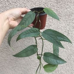 Beautiful Cebu Blue Pothos Plant