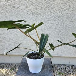 Phillodendron Billietae