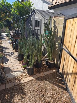 Cactus Sale $25 Each, From 2 Feet  To 5 feet to Choose From...