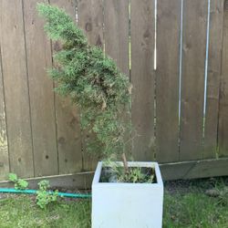 Italian Cypress trees
