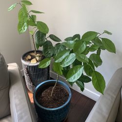Healthy Live Lemon Tree In Ceramic Pot