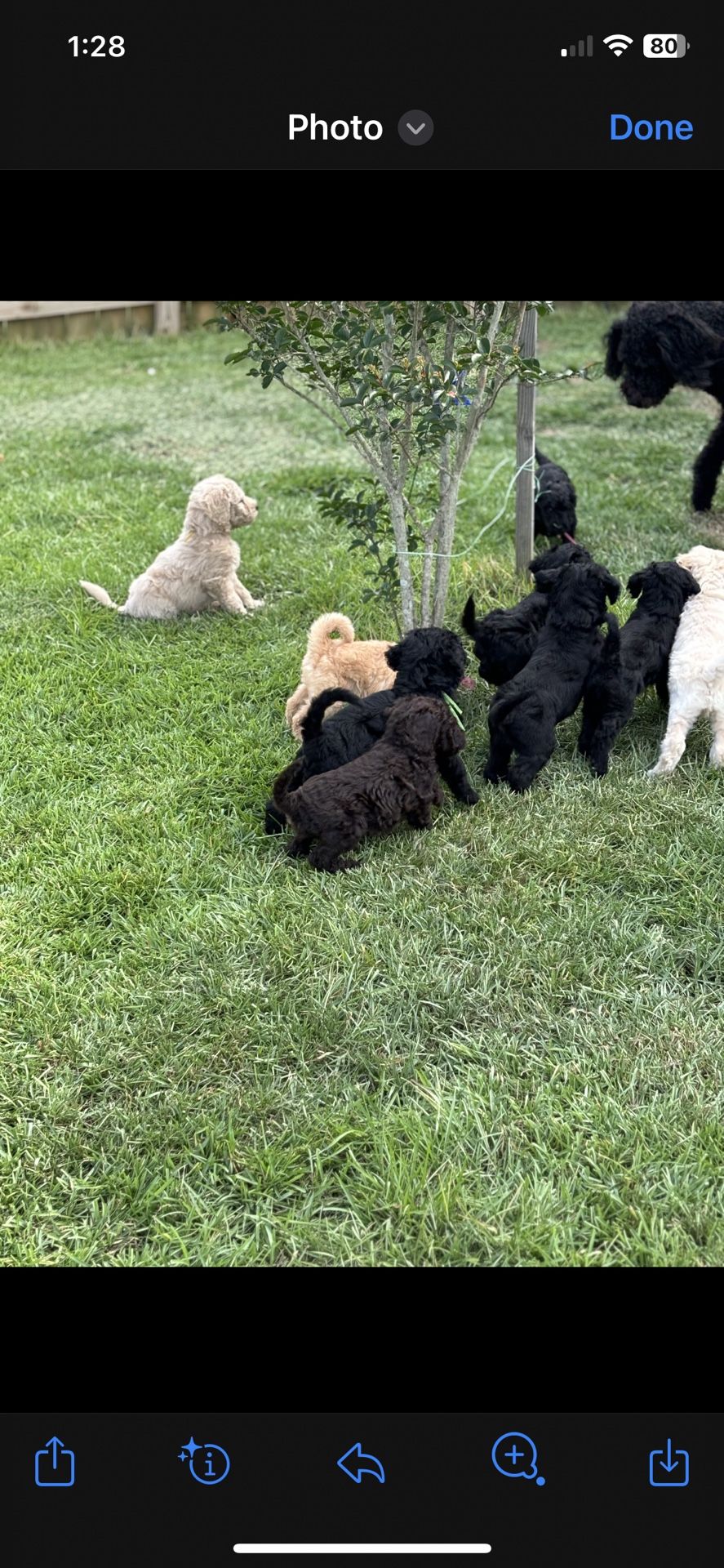 Wagon For Sale Golden Doodle Brand