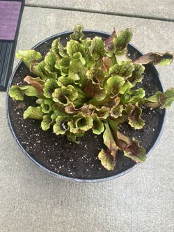Carnivorous Plant- Mini Bog