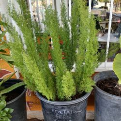 Foxtail Fern Plant / Planter 