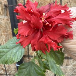 Red Hibiscu Flower 🌺 Double 4F The Tall $40 Price Firm