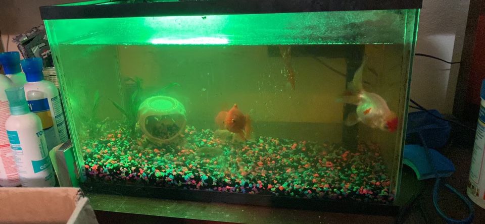 10 Gallon Fish Tank