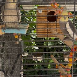 Bird Cage . 