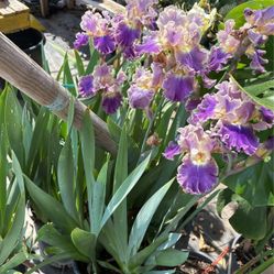 Iris 